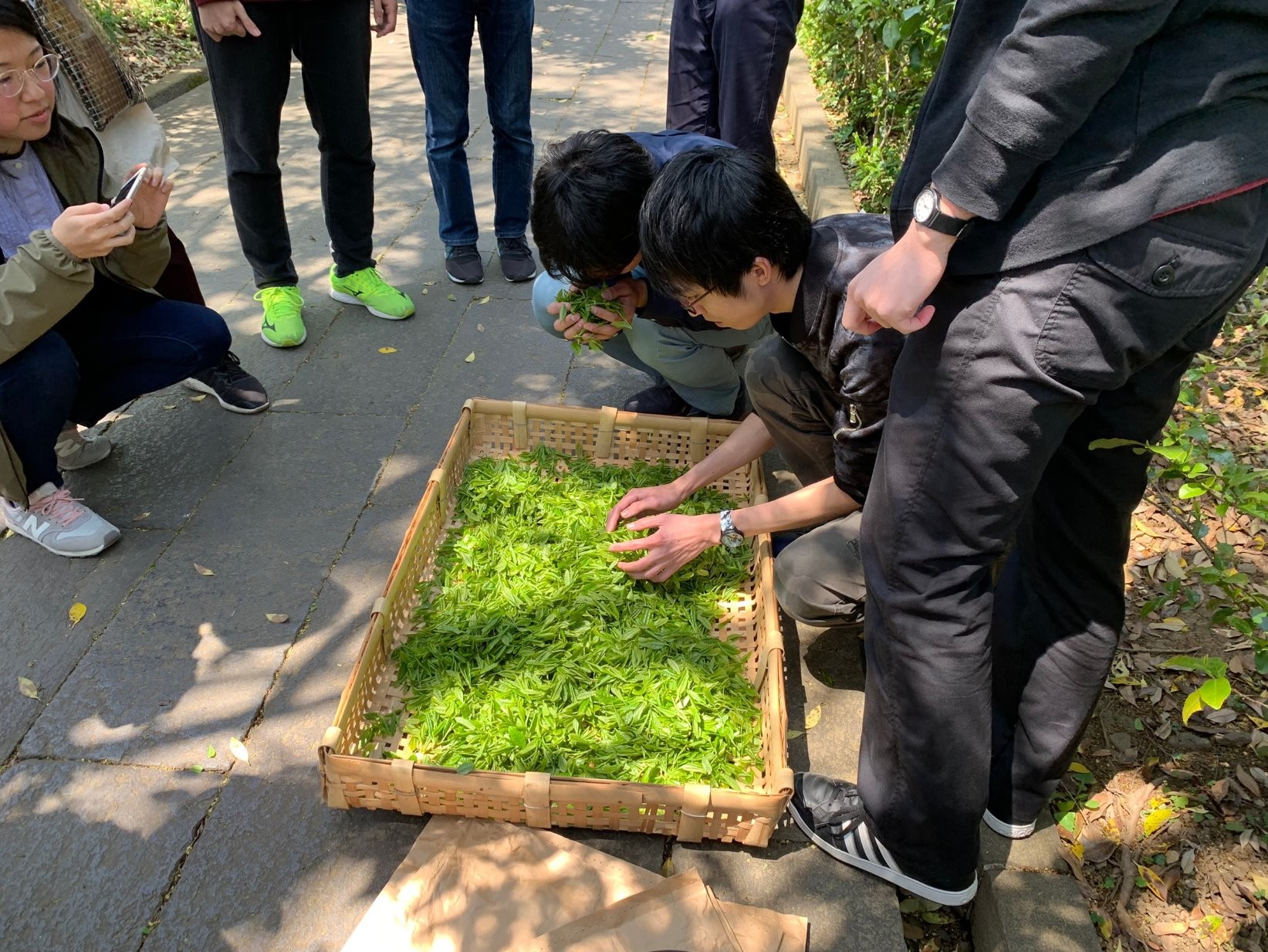 お茶摘み・製茶体験2