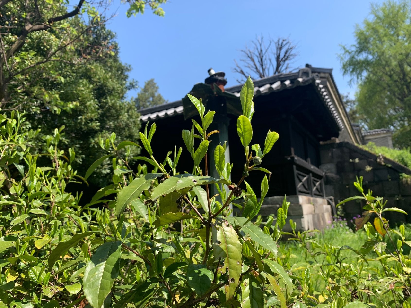 お茶摘み・製茶体験1